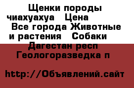 Щенки породы чиахуахуа › Цена ­ 12 000 - Все города Животные и растения » Собаки   . Дагестан респ.,Геологоразведка п.